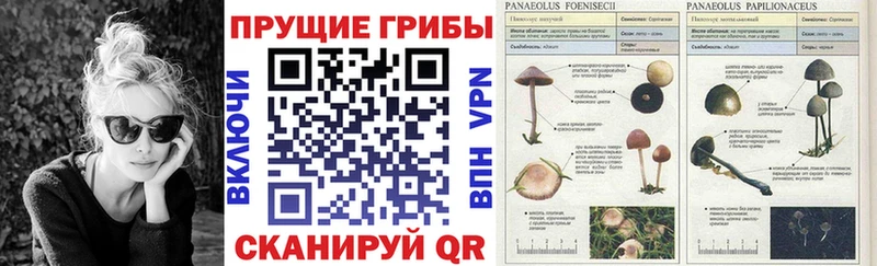 Псилоцибиновые грибы прущие грибы  закладки  гидра рабочий сайт  Новоржев 